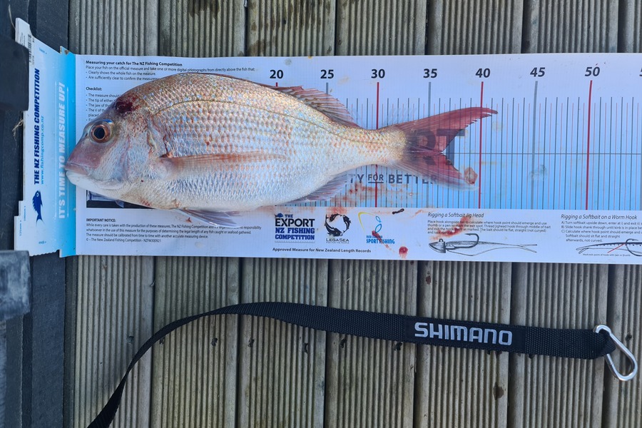 Scott Bassett caught this 36.0cm Snapper at Foxton Beach during The Export NZ Fishing Competition