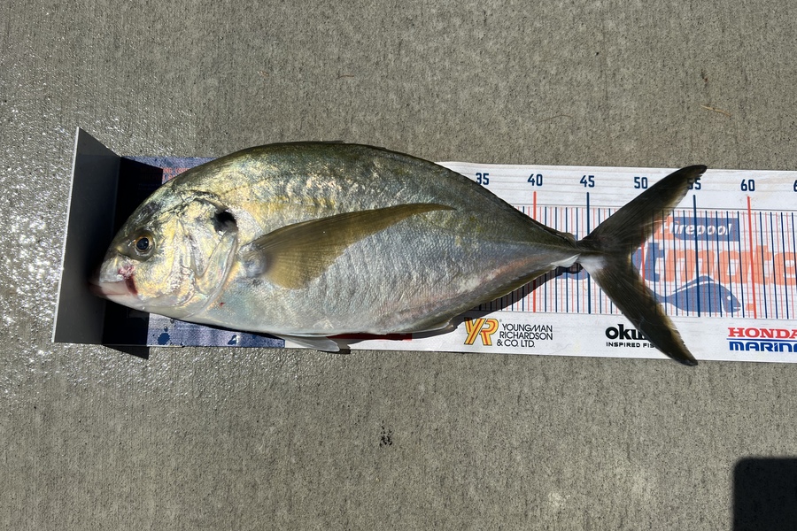 Duncan  Hammon  caught this 49.0cm Trevally at Motiti Island during The Export NZ Fishing Competition