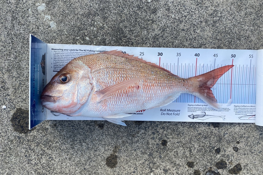 Matt Simcox caught this 44.0cm Snapper at Hauraki Gulf during The Export NZ Fishing Competition