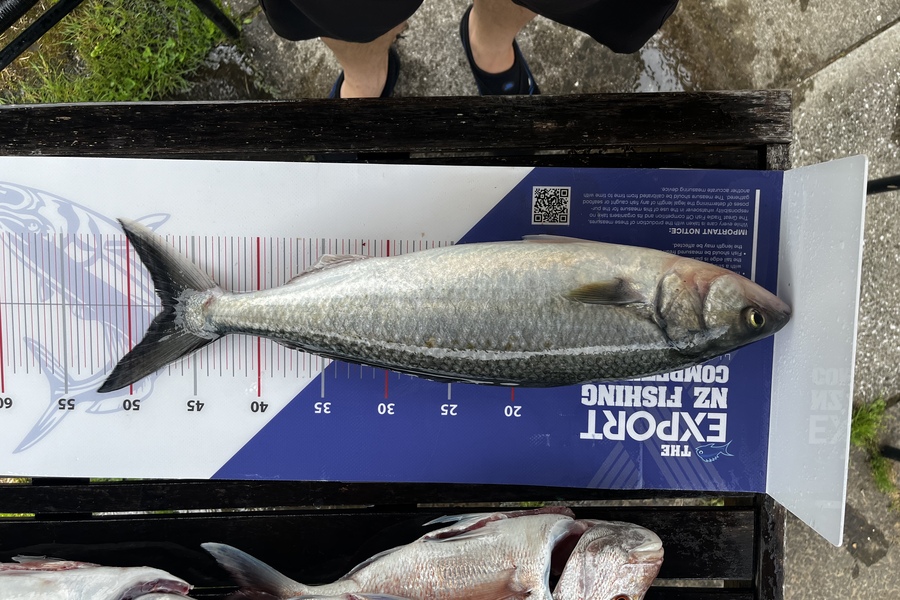 Bryan  Pollet caught this 47.0cm Kahawai at Rangitoto  during The Export NZ Fishing Competition