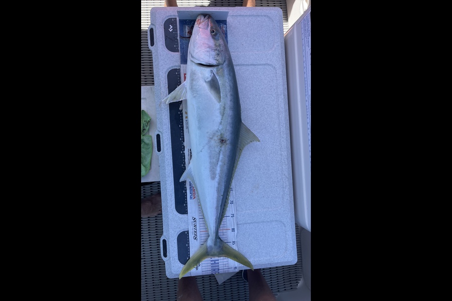 Brendan Lochead caught this 90.0cm Kingfish at Alderman’s  during The Export NZ Fishing Competition