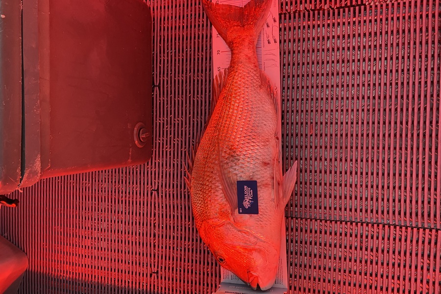 Dan  Govier caught this 82.5cm Snapper at Tasman Bay during The Export NZ Fishing Competition