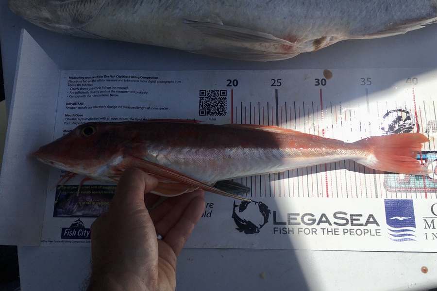 Laudic Charly caught this 38.5cm Gurnard at North Taranaki  during The Export NZ Fishing Competition