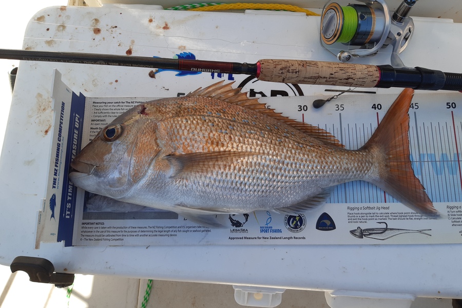 Nigel Boreham caught this 43.5cm Snapper at Firth of Thames  during The Export NZ Fishing Competition