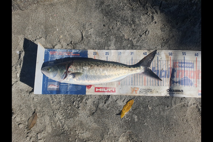 Michelle Lee caught this 41.5cm Kahawai at Mount maunganui during The Export NZ Fishing Competition