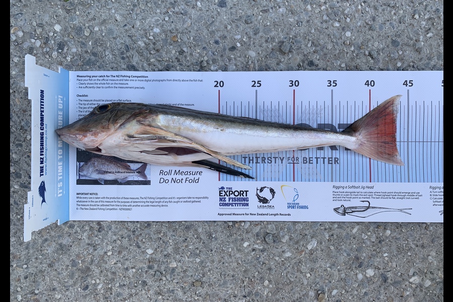 Florian Hastenrath caught this 43.5cm Gurnard at Bluff during The Export NZ Fishing Competition