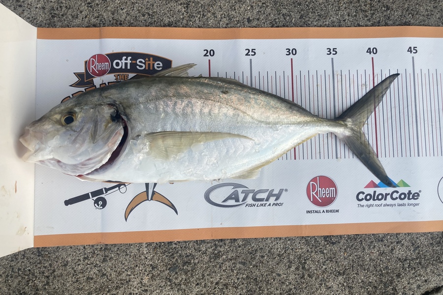 Ian McFetridge caught this 38.0cm Trevally at Wilson Bay  during The Export NZ Fishing Competition