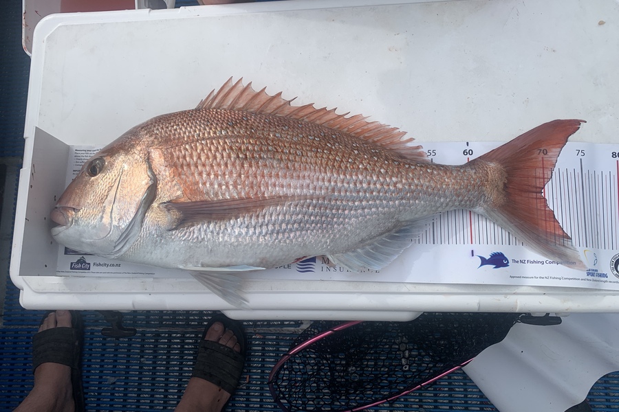 Pat Galbraith  caught this 69.5cm Snapper at Napier during The Export NZ Fishing Competition