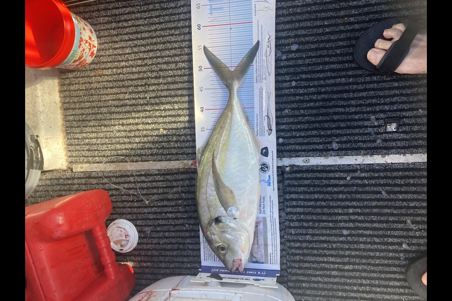 Trevor Morgan caught this 48.0cm Trevally at Tauranga during The Export NZ Fishing Competition