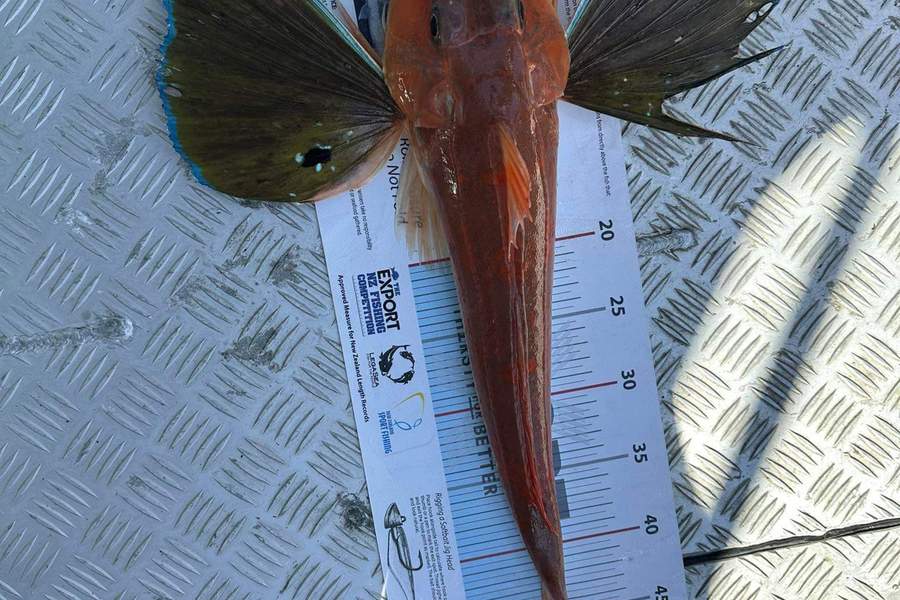 Ford Whalan caught this 48.0cm Gurnard at Marlborough sounds during The Export NZ Fishing Competition