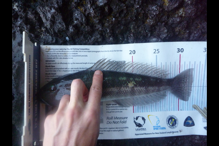 Jay Harland caught this 32.5cm Blue Cod at Banks Peninsula during The Export NZ Fishing Competition