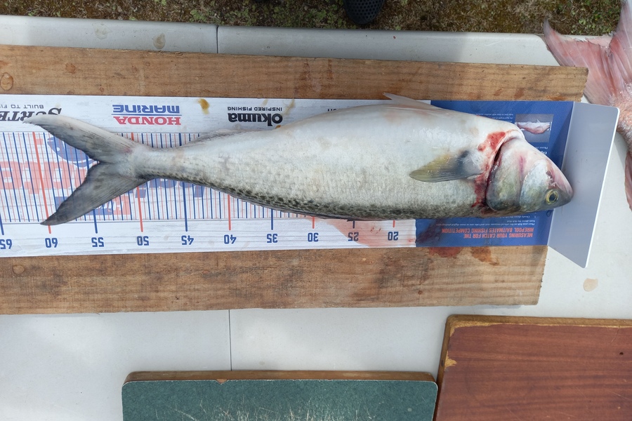 Sandra Dicker caught this 53.5cm Kahawai at Kawhia during The Export NZ Fishing Competition