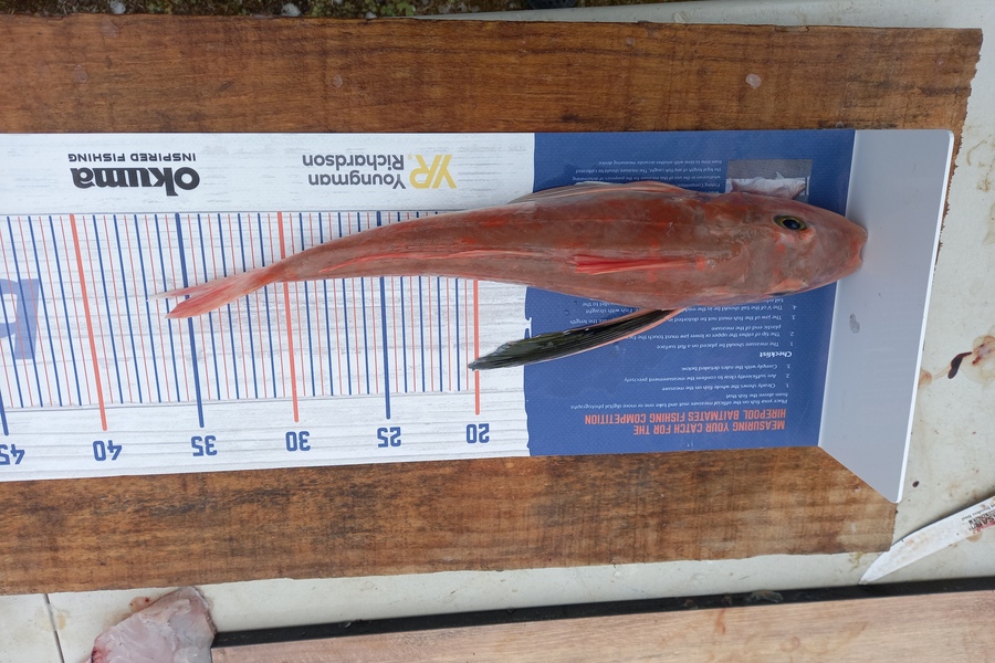 Sandra Dicker caught this 33.0cm Gurnard at Kawhia during The Export NZ Fishing Competition