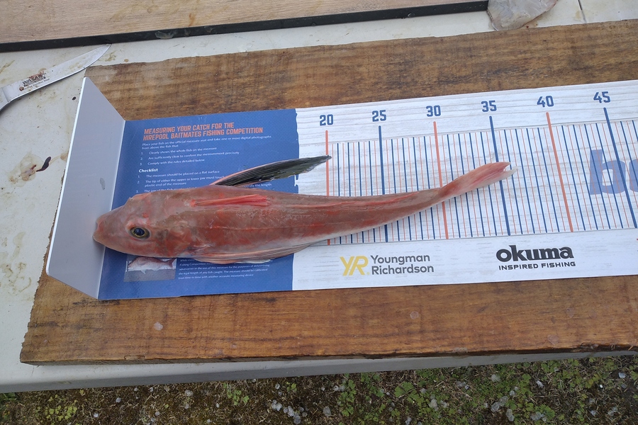 Alex Devine caught this 35.0cm Gurnard at Kawhia during The Export NZ Fishing Competition
