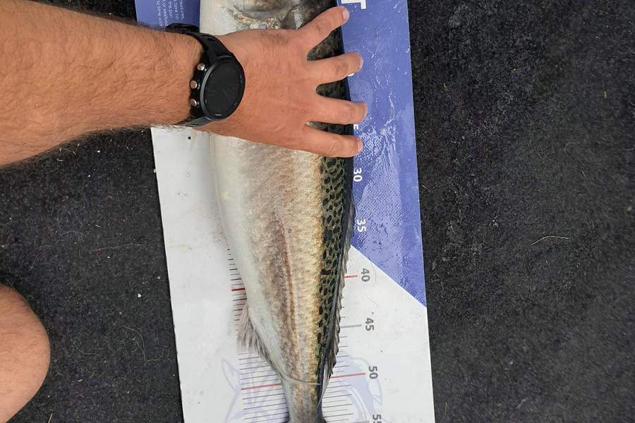 Stephen Briggs caught this 60.5cm Kahawai at Manukau during The Export NZ Fishing Competition