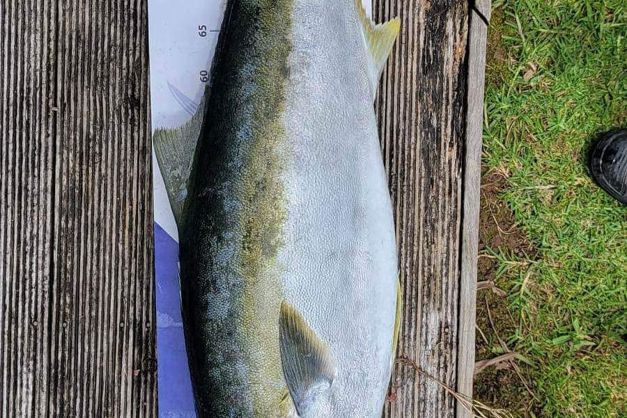 Stuart Callow caught this 96.0cm Kingfish at Whangaroa during The Export NZ Fishing Competition