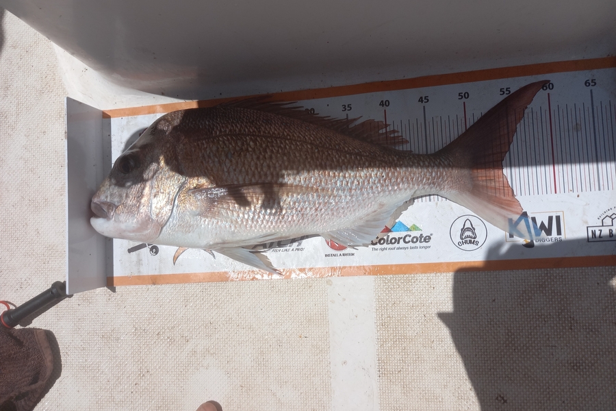 Laurence Anderson caught this 54.0cm Snapper at Boi during The Export NZ Fishing Competition