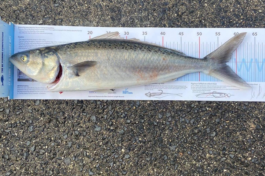 Ash Rogan caught this 56cm Kahawai at Dunedin during The Export NZ Fishing Competition