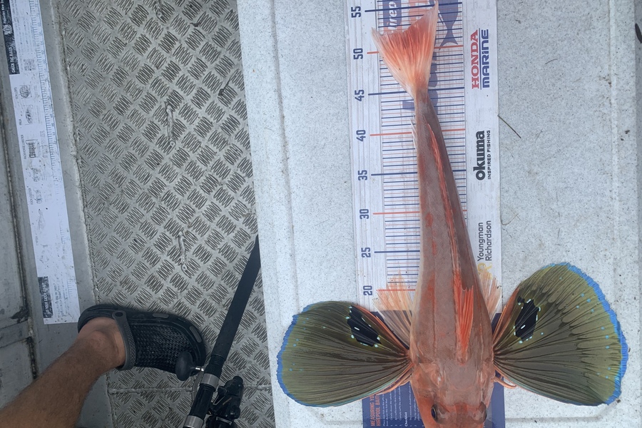 Chris Senior caught this 51cm Gurnard at Mana Island during The Export NZ Fishing Competition