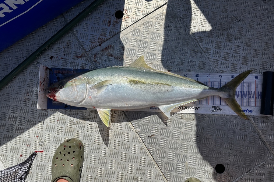 Brian Lewis caught this 80.0cm Kingfish at Malborough  during The Export NZ Fishing Competition
