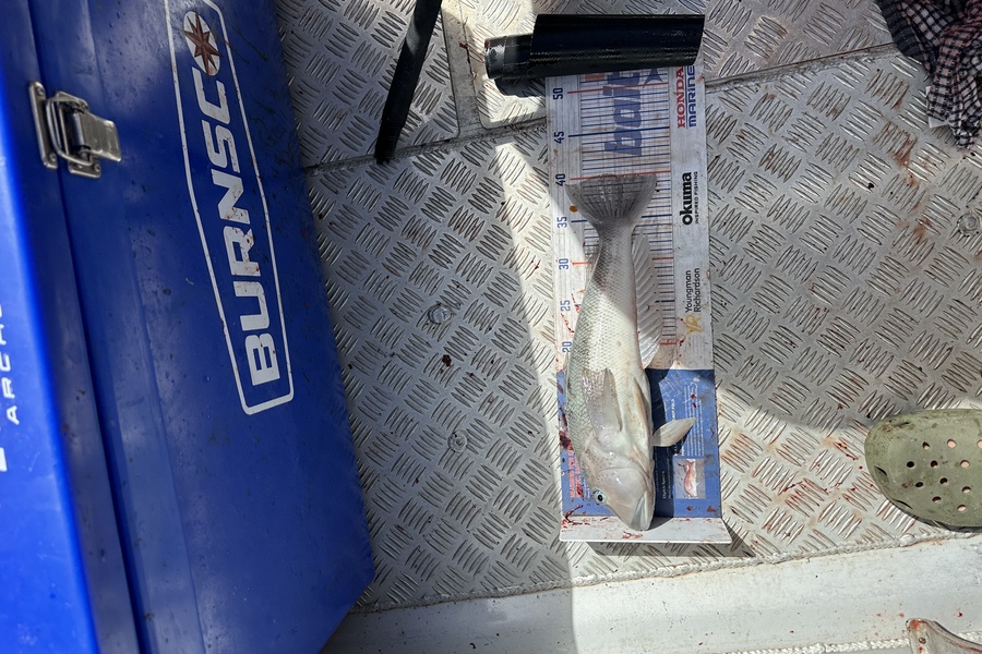 Brian Lewis caught this 40.0cm Blue Cod at Malborough  during The Export NZ Fishing Competition