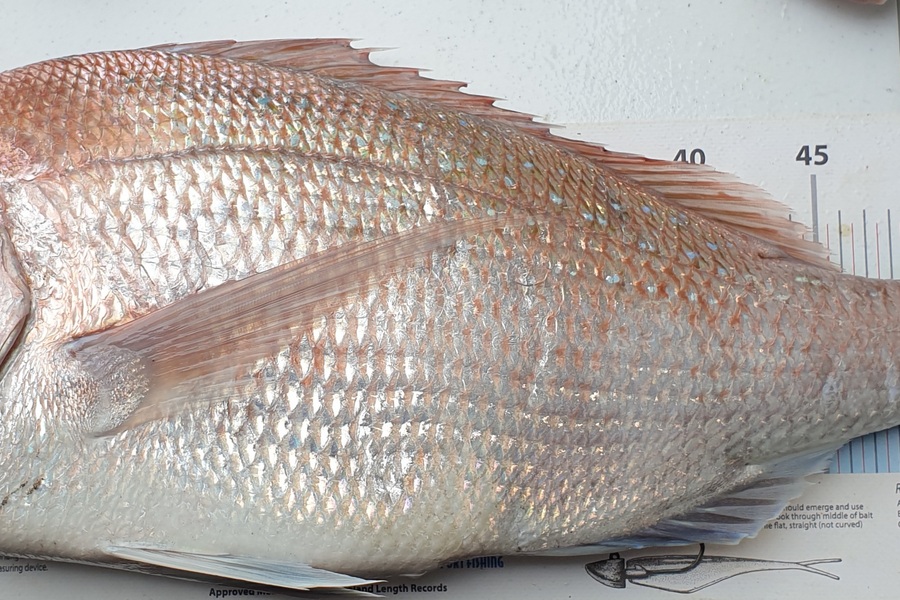 Pat Barrett caught this 58.5cm Snapper at Otaki Beach during The Export NZ Fishing Competition