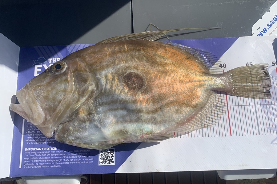Grant Dixon caught this 48.5cm John Dory at Mangawhai during The Export NZ Fishing Competition