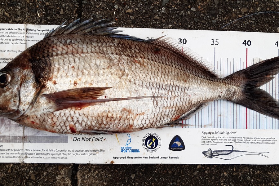 Dan Musson caught this 41.5cm Tarakihi at Welly sth coast  during The Export NZ Fishing Competition