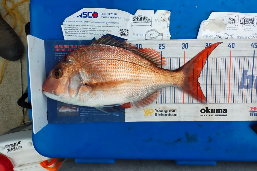 Len Clarke caught this 33.0cm Snapper at Hokianga during The Export NZ Fishing Competition