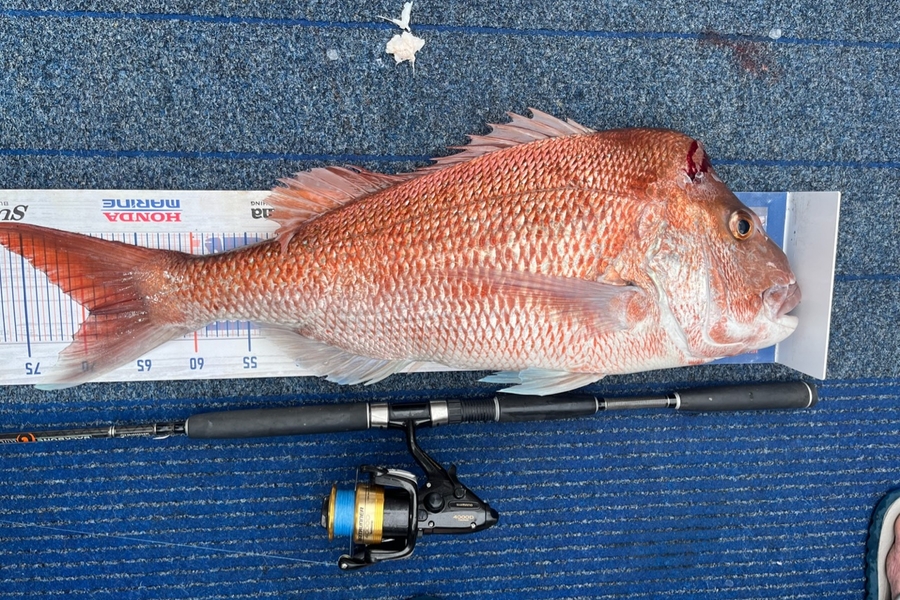 Dave Cunningham caught this 69.5cm Snapper at Peach Cove during The Export NZ Fishing Competition