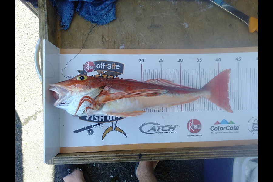 ryan padman caught this 42.5cm Gurnard at Raglan during The Export NZ Fishing Competition