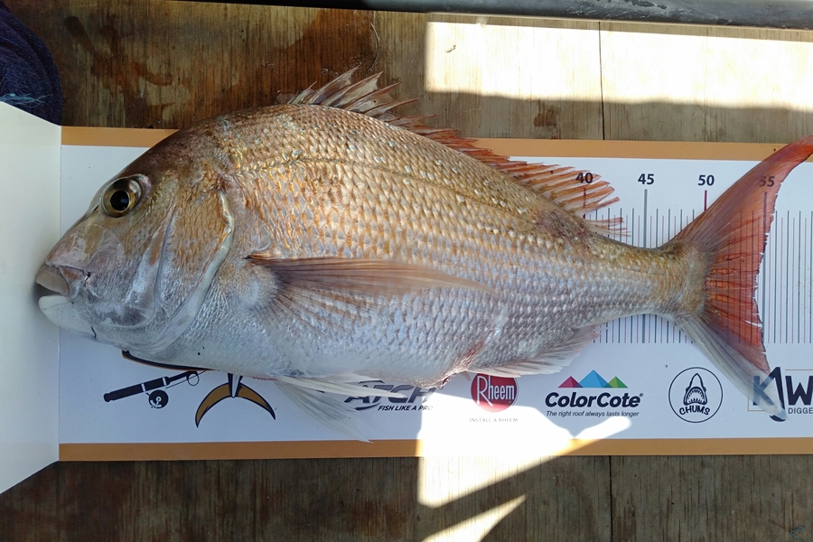 ryan padman caught this 54.5cm Snapper at Raglan  during The Export NZ Fishing Competition