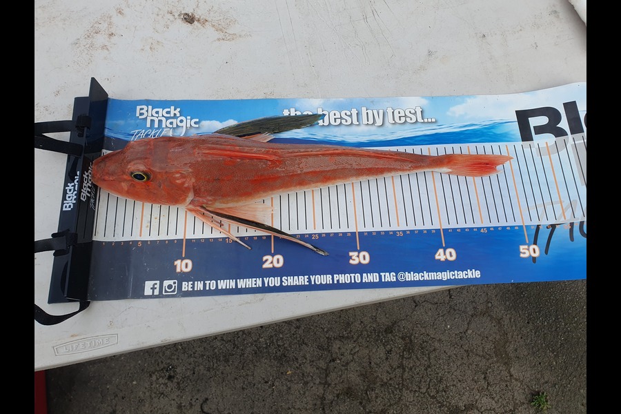 Brendan Taylor caught this 47cm Gurnard at Marlborough sounds during The Export NZ Fishing Competition