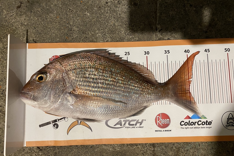 Dale Hemi caught this 40.0cm Snapper at Palliser bay during The Export NZ Fishing Competition