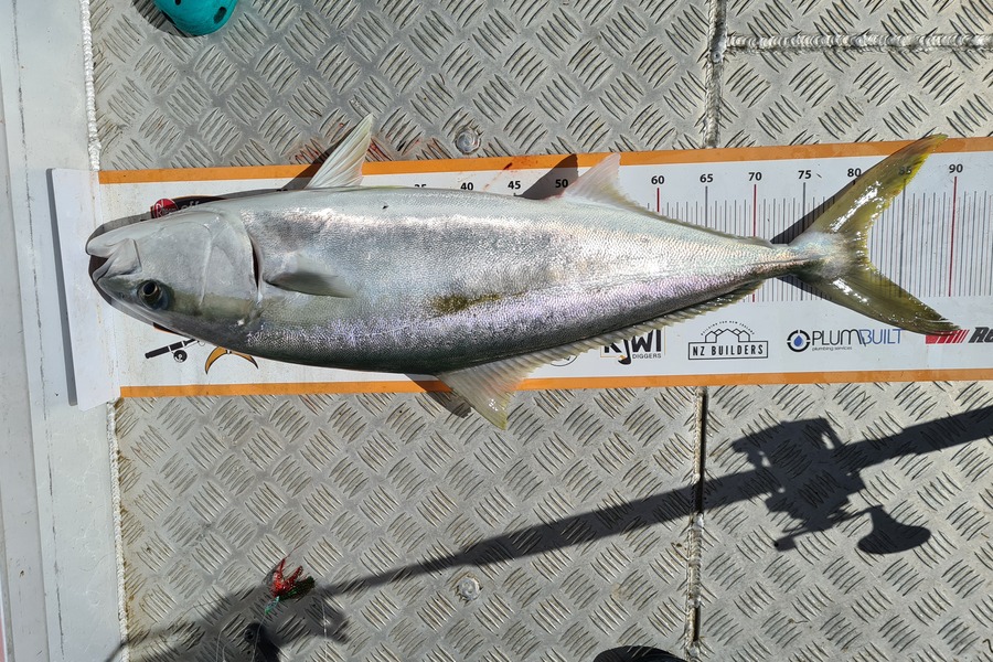 Anthony  Mitchell  caught this 81.5cm Kingfish at Kaipara  during The Export NZ Fishing Competition