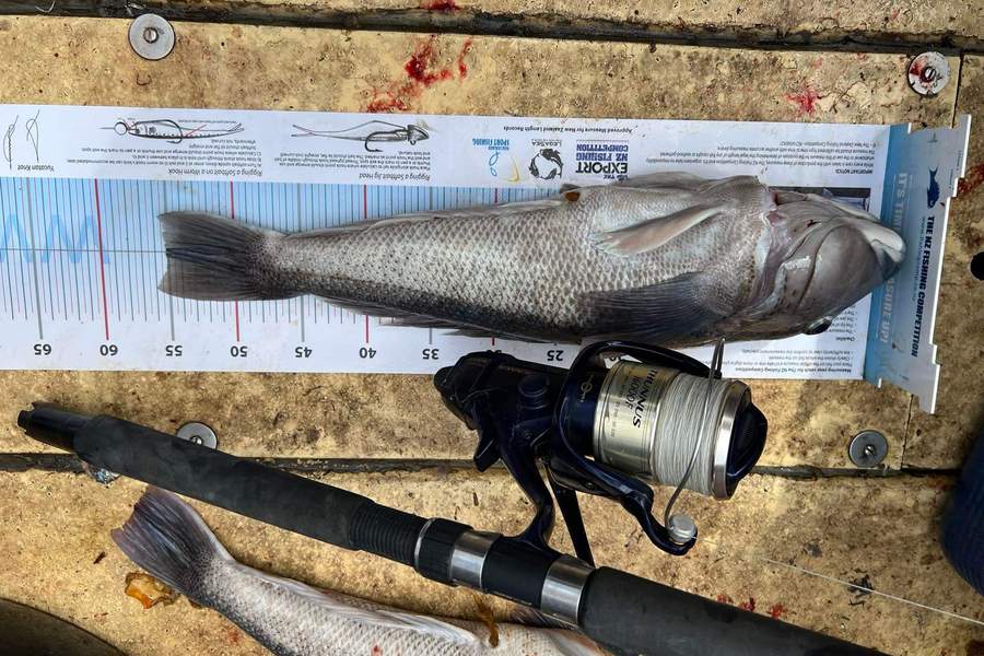 Michael  Edwards  caught this 55.0cm Blue Cod at Outside dunedin harbour during The Export NZ Fishing Competition