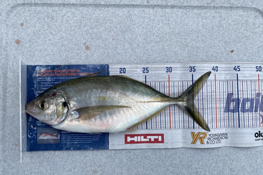 Brendan Lochead caught this 35.0cm Trevally at Whangamata during The Export NZ Fishing Competition
