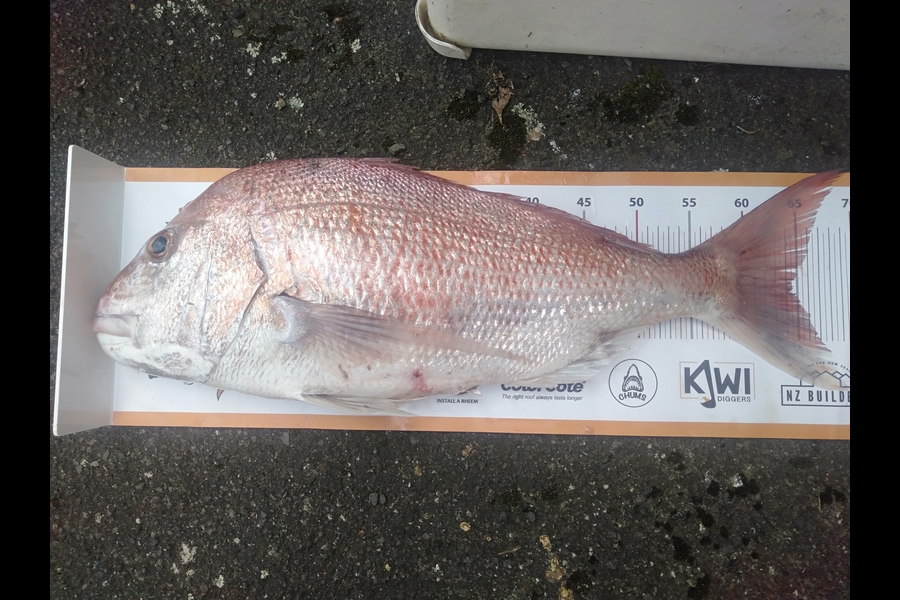 ryan padman caught this 64cm Snapper at Raglan during The Export NZ Fishing Competition