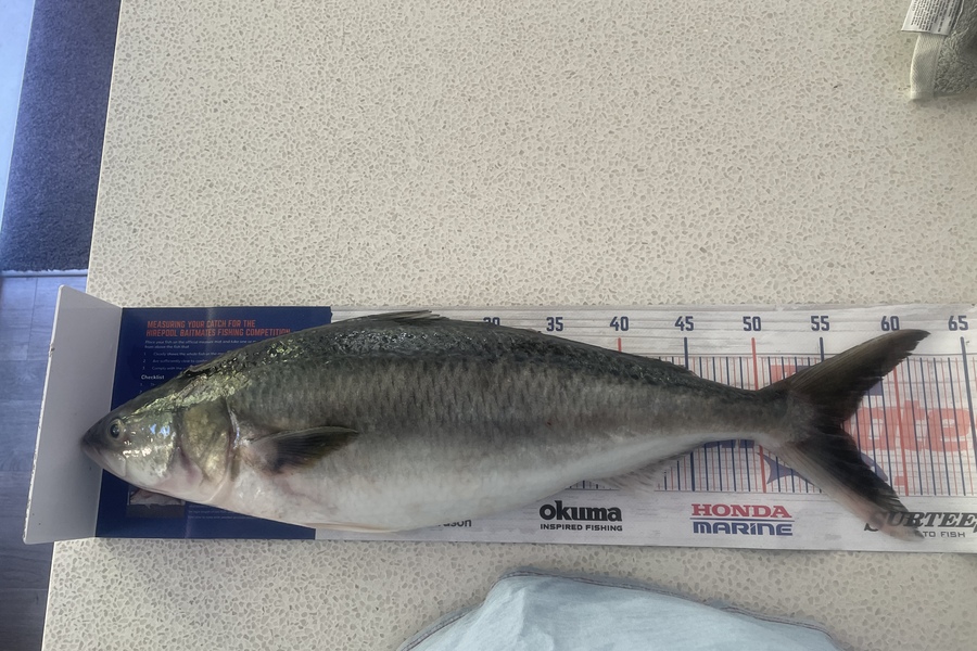 Nathan Robinson caught this 55.5cm Kahawai at Canterbury  during The Export NZ Fishing Competition