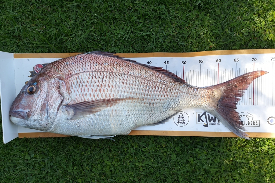 Holly Stuart caught this 65.5cm Snapper at Taranaki  during The Export NZ Fishing Competition