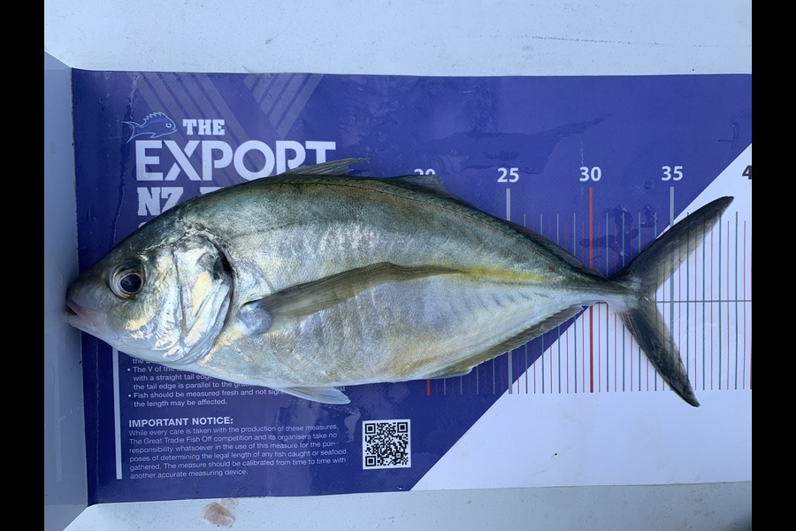 Brodie Eruera caught this 33.5cm Trevally at Opotiki  during The Export NZ Fishing Competition