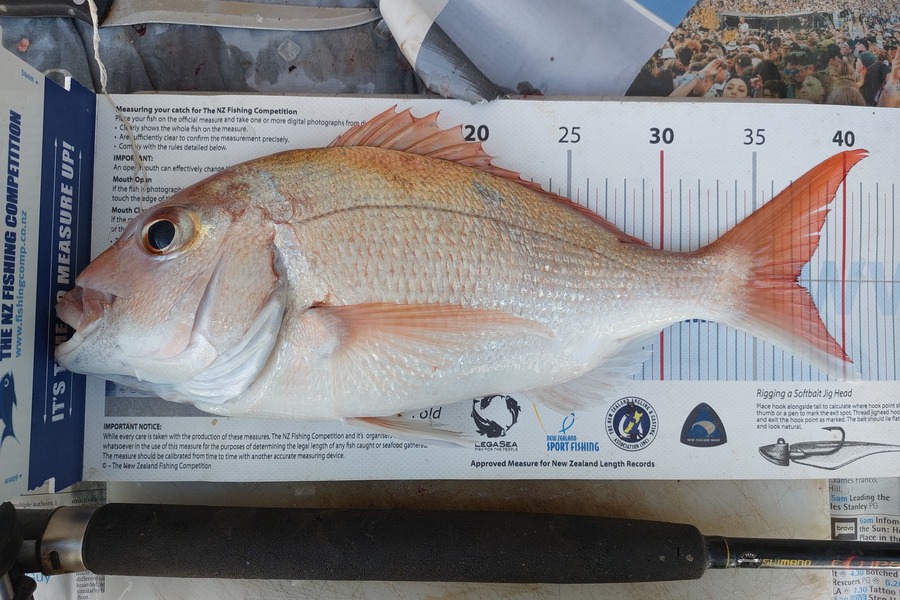 Marieke Bavelaar caught this 37.0cm Snapper at Clevedon Flats during The Export NZ Fishing Competition