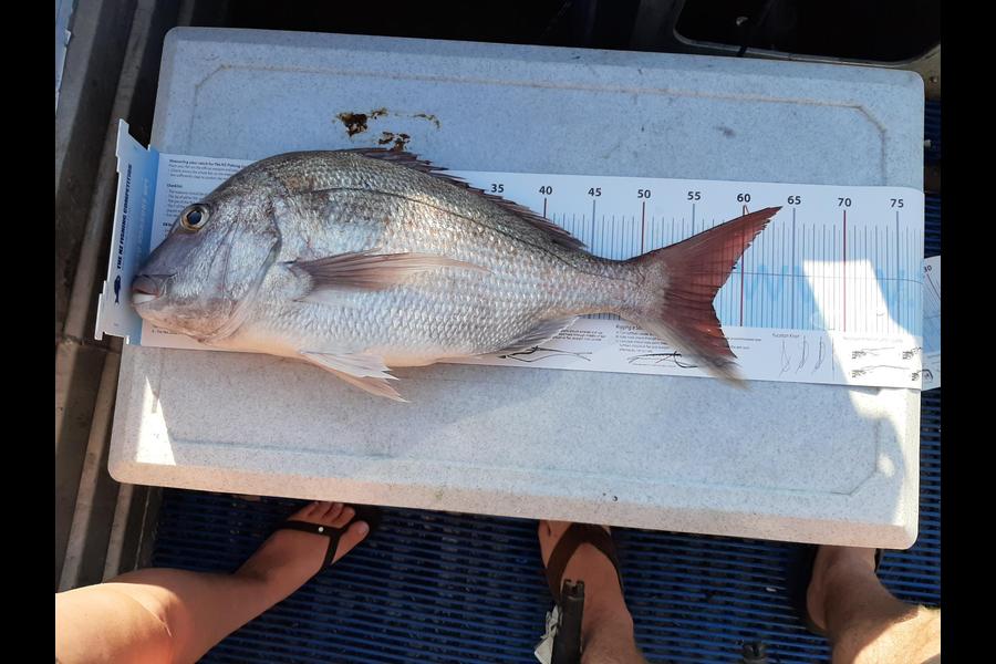 Brendon Iremonger caught this 57.0cm Snapper at New Plymouth during The Export NZ Fishing Competition