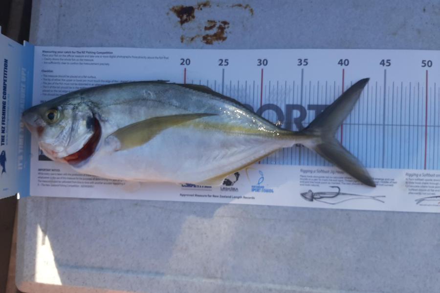 Brendon Iremonger caught this 39.0cm Trevally at New Plymouth during The Export NZ Fishing Competition