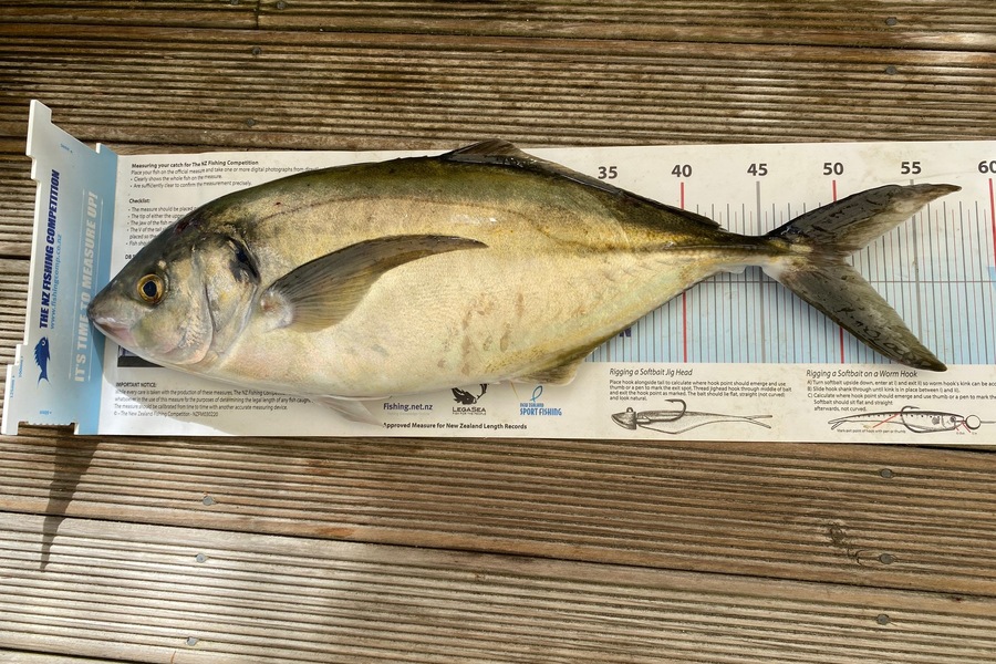 Gayle Wedderburn caught this 50.0cm Trevally at Hen & Chicken Islands during The Export NZ Fishing Competition