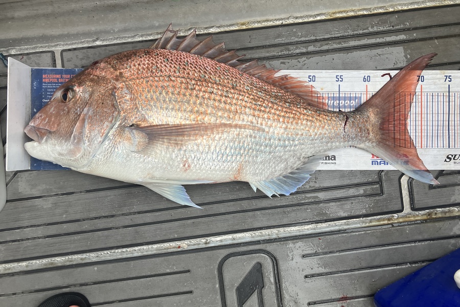 Tim  Kolk caught this 67.0cm Snapper at Tasman Bay during The Export NZ Fishing Competition