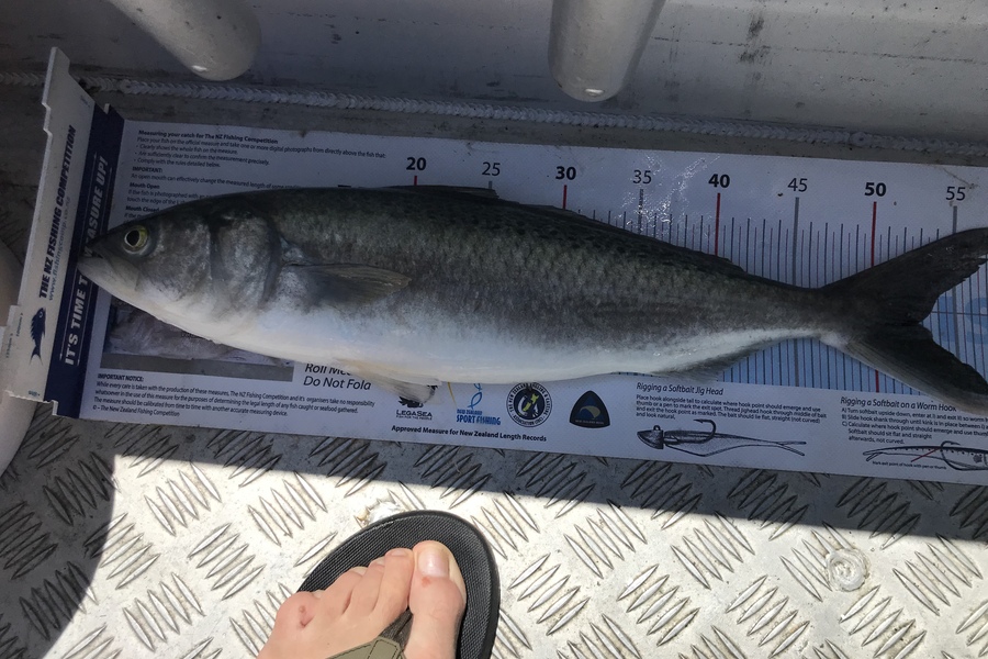 Darren Bugg caught this 52.5cm Kahawai at Noises during The Export NZ Fishing Competition