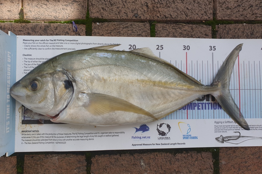 Blair Leigh caught this 38.0cm Trevally at Matata during The Export NZ Fishing Competition