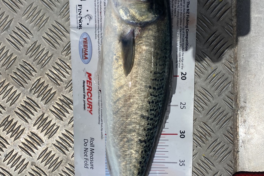 Matt Simcox caught this 47.0cm Kahawai at Whangaroa during The Export NZ Fishing Competition