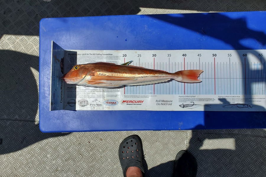 Darren Jones caught this 44.0cm Gurnard at A beacon. Tauranga during The Export NZ Fishing Competition